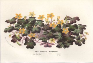 1857年 Van Houtte ヨーロッパの植物 カタバミ科 カタバミ属 ウスアカカタバミ OXALIS CORNICULATA ATROPURPUREA