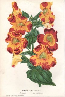 1854年 Van Houtte ヨーロッパの植物 ハエドクソウ科 ミゾホオズキ属 ニシキミゾホオズキ MIMULUS LUTEUS