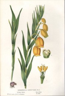 1854年 Van Houtte ヨーロッパの植物 イヌサフラン科 サンダーソニア属 サンダーソニア SANDERSONIA AURANTIACA