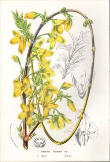 1854年 Van Houtte ヨーロッパの植物 モクセイ科 レンギョウ属 レンギョウ FORSYTHIA SUSPENSA