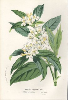 1854年 Van Houtte ヨーロッパの植物 アカネ科 ミトリオスティグマ属 GARDENIA CITRIODORA