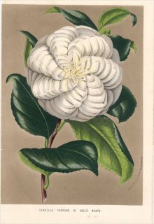 1854年 Van Houtte ヨーロッパの植物 ツバキ科 CAMELLIA VERGINE DI COLLE BEATO