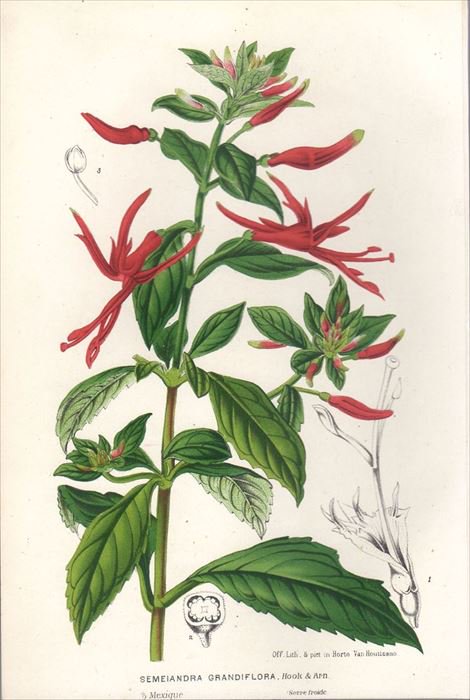 1854年 Van Houtte ヨーロッパの植物 アカバナ科 ロペジア属 SEMEIANDRA GRANDIFLORA - アンティークプリント  博物画 ボタニカルアートの通販サイト Spirito di Artigiano