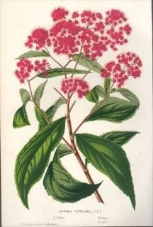 1854ǯ Van Houtte 衼åѤοʪ Х ĥ° ĥ SPIRAEA FORTUNEI