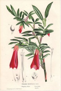 1854年 Van Houtte ヨーロッパの植物 フィレシア科 フィレシア属 PHILESIA BUXIFOLIA