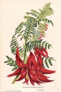 1854ǯ Van Houtte 衼åѤοʪ ޥ ꥢĥ° CLIANTHUS PUNICEUS MAGNIFICUS