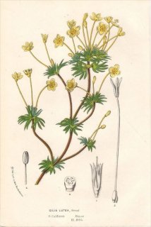 1854ǯ Van Houtte 衼åѤοʪ ϥʥΥֲ ץȥե° GILIA LUTEA