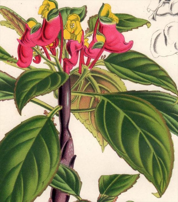 1854年 Van Houtte ヨーロッパの植物 ツリフネソウ科 ツリフネソウ属 IMPATIENS JERDONIAE インパチェンス -  アンティークプリント ボタニカルアート 博物画の通販サイト Spirito di Artigiano