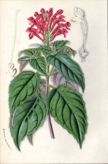 1854ǯ Van Houtte 衼åѤοʪ  ĥʥߥ° SCUTELLARIA HOOKERI