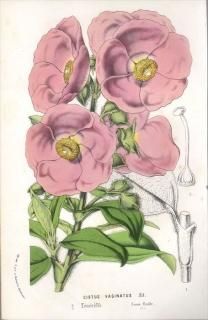 1854ǯ Van Houtte 衼åѤοʪ ϥ˥Хʲ ° CISTUS VAGINATUS