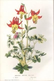 1854ǯ Van Houtte 衼åѤοʪ ݥ ޥ° AQUILEGIA ARCTICA