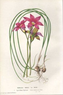 1854ǯ Van Houtte 衼åѤοʪ  쥢° ROMULEA ROSEA