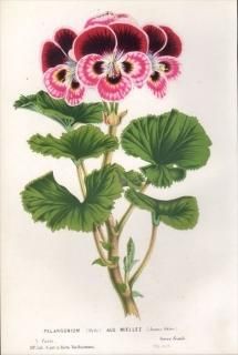 1854ǯ Van Houtte 衼åѤοʪ ե ƥ󥸥° PELARGONIUM AUG.MIELLEZ