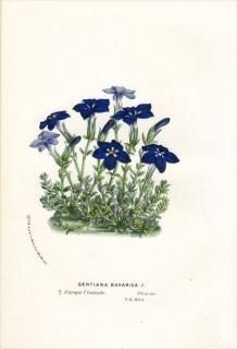 1854ǯ Van Houtte 衼åѤοʪ ɥ ɥ° GENTIANA BAVARICA