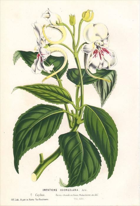 1854年 Van Houtte ヨーロッパの植物 ツリフネソウ科 ツリフネソウ属 Impatiens Hookeriana アンティークプリント ボタニカルアート 博物画の通販サイト Spirito Di Artigiano 1854年 Van Houtte ヨーロッパの植物 ツリフネソウ科 ツリフネソウ属 Impatiens Hookeriana アンティークプリント ボタニカルアート 博物画の通販サイト Spirito Di Artigiano