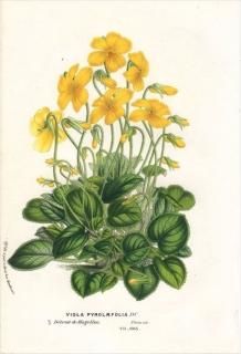 1851ǯ Van Houtte 衼åѤοʪ ߥ ߥ° VIOLA PYROLAEFOLIA