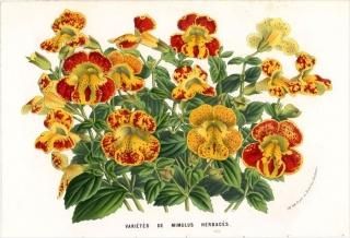 1862ǯ Van Houtte 衼åѤοʪ ϥɥ ߥۥ° VARIETES DE MIMULUS HERBACES ߥ饹