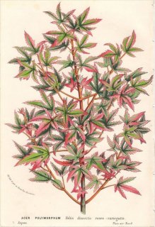 1862年 Van Houtte ヨーロッパの植物 ムクロジ科 イロハモミジ ACER POLYMORPHUM