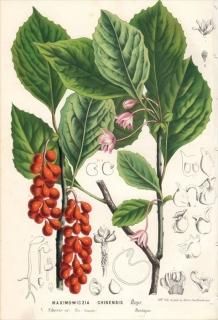 1862ǯ Van Houtte 衼åѤοʪ ޥĥ֥ ޥĥ֥° 祦󥴥ߥ MAXIMOWICZIA CHINENSIS