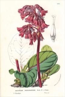 1861ǯ Van Houtte 衼åѤοʪ 業Υ ٥륲˥° ҥޥ業Υ SAXIFRAGA PURPURASCENS