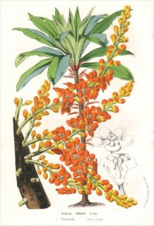 1861ǯ Van Houtte 衼åѤοʪ 饽 饦° CLAVIJA ORNATA