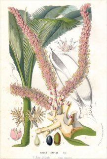 1861年 Van Houtte ヨーロッパの植物 ヤシ科 ハケヤシ属 二カウヤシ ARECA SAPIDA