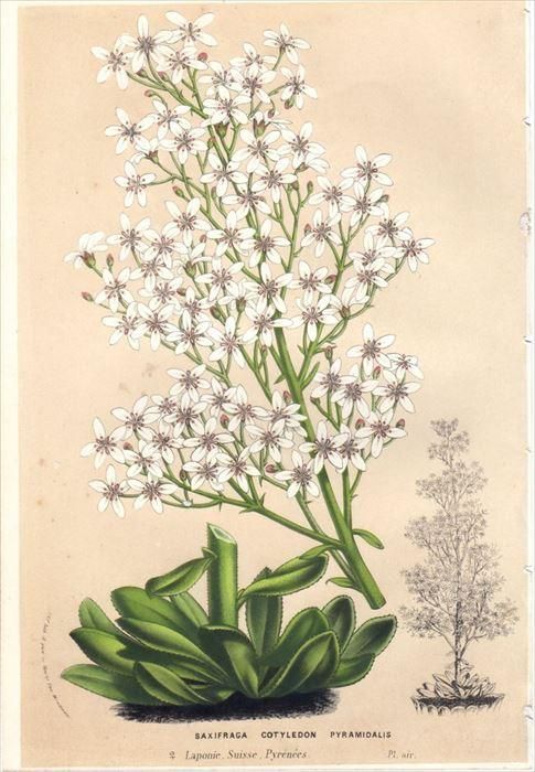 1861年 Van Houtte ヨーロッパの植物 ユキノシタ科 ユキノシタ属 Saxifraga Cotyledon Pyramidalis アンティークプリント ボタニカルアート 博物画の通販サイト Spirito Di Artigiano