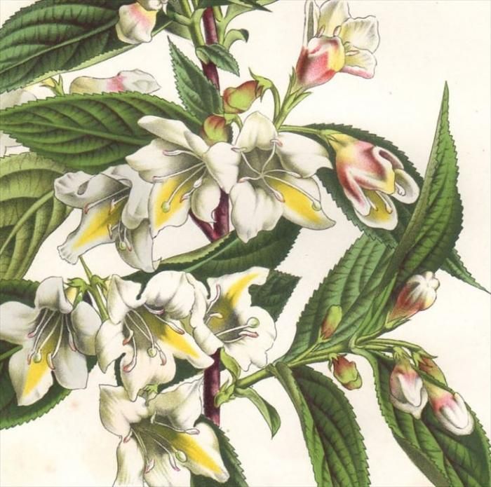 1861年 Van Houtte ヨーロッパの植物 スイカズラ科 タニウツギの仲間 Weigelia Isolinae アンティークプリント ボタニカルアート 博物画の通販サイト Spirito Di Artigiano 1861年 Van Houtte ヨーロッパの植物 スイカズラ科 タニウツギの仲間 Weigelia Isolinae アンティークプリント ボタニカルアート 博物画の通販サイト Spirito Di Artigiano