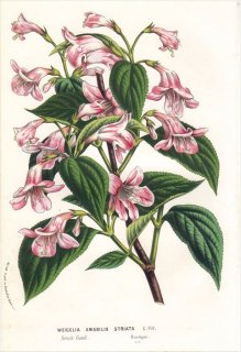 1861ǯ Van Houtte 衼åѤοʪ  ٥˥ĥ WEIGELIA AMABILIS STRIATA