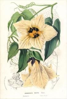 1861ǯ Van Houtte 衼åѤοʪ  ĥ쥤° ʥХ󥫥饹 MOMORDICA MIXTA