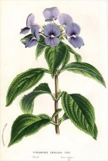 1861ǯ Van Houtte 衼åѤοʪ Х ޥȥ쥢° OTACANTHUS COERULEUS ޥ֥롼