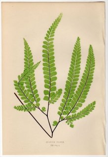 1863ǯ LOWE ʪ Υȥ ۥ饤° ADIANTUM FULVUM