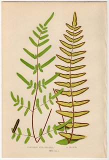 1863年 LOWE シダ植物 イノモトソウ科 ペラエア属 PLATYLOMA ATROPURPUREA