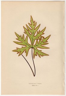 1863年 LOWE シダ植物 イノモトソウ科 ドリオプテリス属 DORYOPTERIS PEDATA