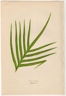 1863年 LOWE シダ植物 イノモトソウ科 イノモトソウ属 PTERIS UMBROSA