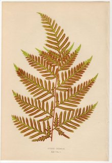 1863年 LOWE シダ植物 イノモトソウ科 イノモトソウ属 PTERIS TREMULA