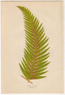 1863ǯ LOWE ʪ Υȥ Υȥ° PTERIS KINGIANA