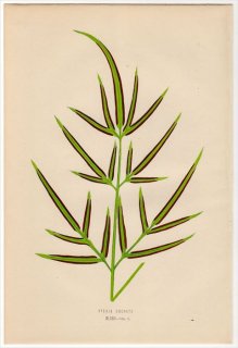 1863年 LOWE シダ植物 イノモトソウ科 イノモトソウ属 PTERIS CRENATA