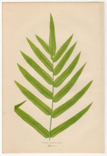 1863ǯ LOWE ʪ Υȥ Υȥ° PTERIS GRANDIFOLIA