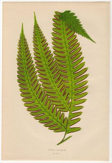 1863ǯ LOWE ʪ Υȥ Υȥ° PTERIS BIAURITA