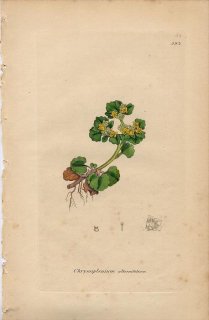 1840ǯ SOWERBY ENGLISH BOTANY 2 No.593 業Υ ͥΥ᥽ Chrysosplenium alternifolium