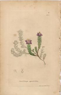 ボタニカルアート 植物画