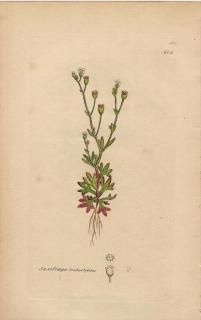 イギリス アンティーク ボタニカルアート ENGLISH BOTANY（Rosa