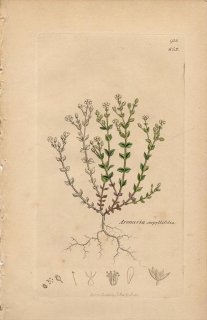 1840ǯ SOWERBY ENGLISH BOTANY 2 No.642 ʥǥ ΥߥΥĥť Arenaria serpyllifolia