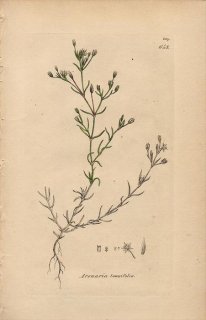 1840ǯ SOWERBY ENGLISH BOTANY 2 No.643 ʥǥ ֥° Arenaria tenuifolia