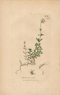 1840ǯ SOWERBY ENGLISH BOTANY 2 No.646 ʥǥ ΥߥΥĥť° Arenaria ciliata