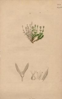 1840ǯ SOWERBY ENGLISH BOTANY 2 No.646 ʥǥ ͥĥ᥯° Arenaria rubella