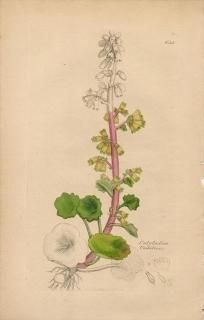 1840ǯ SOWERBY ENGLISH BOTANY 2 No.648 ٥󥱥 ӥꥯ° Cotyledon umbilicus ¿ʪ