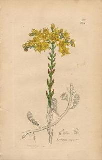 1840ǯ SOWERBY ENGLISH BOTANY 2 No.659 ٥󥱥 ޥͥ󥰥° Sedum rupestre ¿ʪ