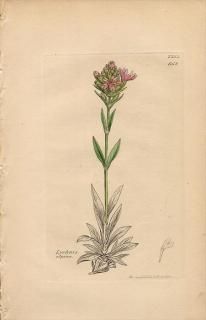 1840ǯ SOWERBY ENGLISH BOTANY 2 No.668 ʥǥ Υ° ߥޥΥ Lychnis alpina